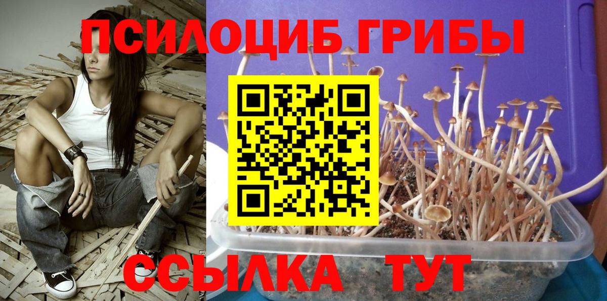 Псилоцибиновые грибы Cubensis Похвистнево